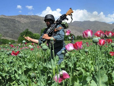 afghan poppy crop could fuel new taliban attacks us general afghan poppy crop could fuel new taliban attacks us general