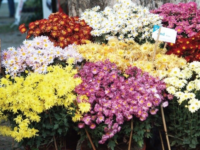 horticulturalists discuss gardening precautions for extreme weather conditions photo express abid nawaz