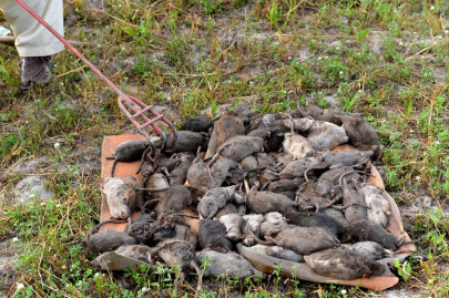 against rodents wssp says 7 500 rats killed in city against rodents wssp says 7 500 rats killed in city