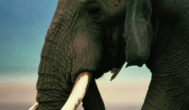 photo nat geo photo nat geo