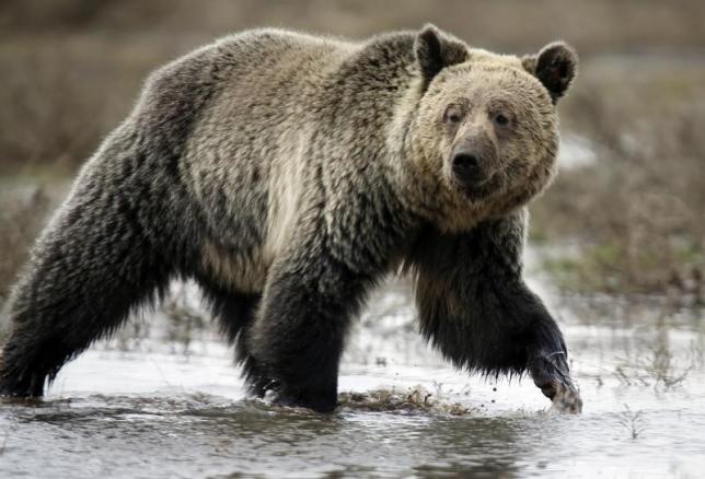 a grizzly bear roams through the hayden valley in yellowstone national park in wyoming may 18 2014 photo reuters