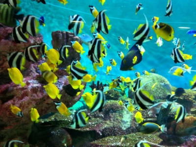 karachi s only aquarium to be reopened after 18 years karachi s only aquarium to be reopened after 18 years