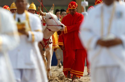 thai officials dressed in traditional costumes walks with oxen during the annual royal ploughing ceremony in central bangkok thailand may 9 2016 photo reuters