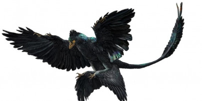 researchers date when ancient birds feathered dinosaurs began to molt researchers date when ancient birds feathered dinosaurs began to molt