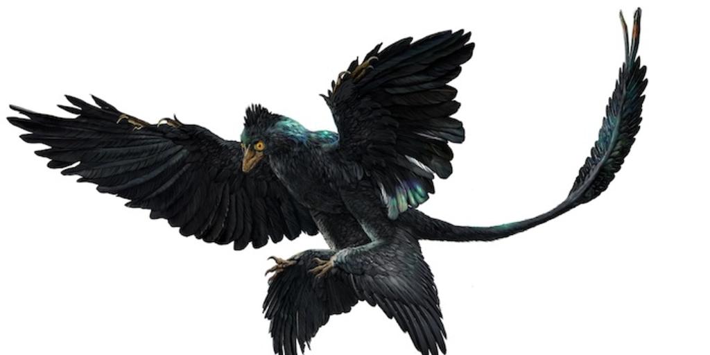 an illustration showing what microraptor may have looked like in life photo peking natural science organisation