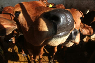 red sindhi cattle being protected at livestock experiment station in karachi red sindhi cattle being protected at livestock experiment station in karachi