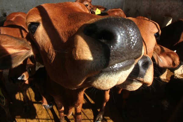 red sindhi cattle being protected at livestock experiment station in karachi