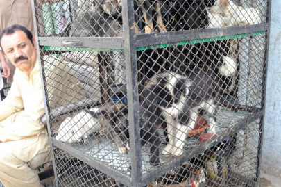 animal rights pivotal to society animal rights pivotal to society