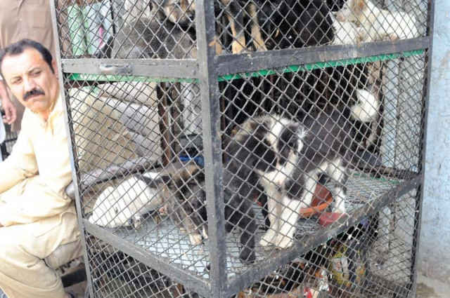 due to being held in small cages regardless of their sizes the animals create a racket all day photos express due to being held in small cages regardless of their sizes the animals create a racket all day photos express