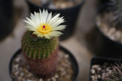 fifth of world s plants under threat warns kew gardens