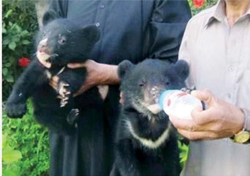 cubs being fed by wildlife department officials photo express