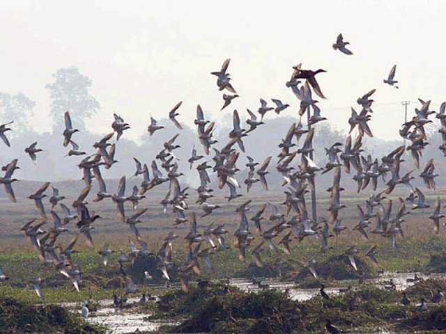 number of migratory birds has witnessed a declining trend in pakistan photo file