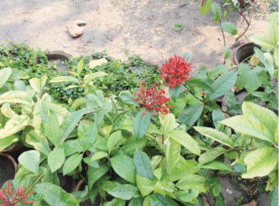 urban needs horticulture training institute planned urban needs horticulture training institute planned