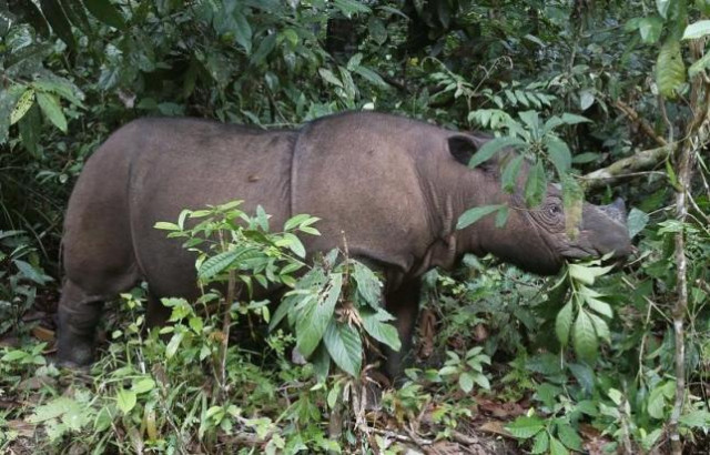 ratu is seen at the sumatran rhino sanctuary srs in the way kambas national park lampung province may 20 2010 photo reuters