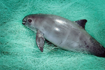 world s smallest porpoise near extinction in mexico