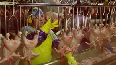 reeling from coronavirus asia s poultry farmers battle bird flu outbreak reeling from coronavirus asia s poultry farmers battle bird flu outbreak