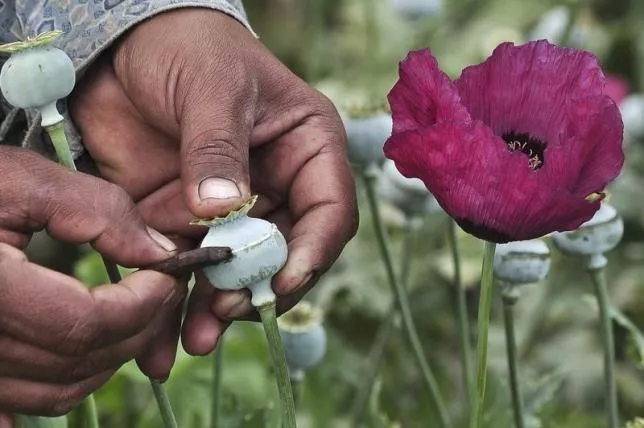 a man lances a poppy bulb to extract the sap which will be used to make opium at a field in the municipality of heliodoro castillo in the mountain region of the state of guerrero january 3 2015 photo reuters a man lances a poppy bulb to extract the sap which will be used to make opium at a field in the municipality of heliodoro castillo in the mountain region of the state of guerrero january 3 2015 photo reuters