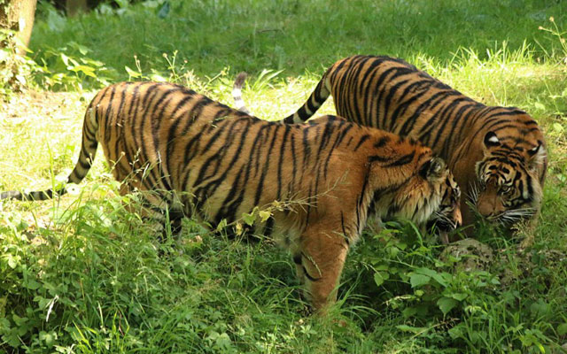 tigers named radjah and dehli were on the loose photo cyprus mail