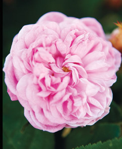 syria s famous damask rose withered by war syria s famous damask rose withered by war