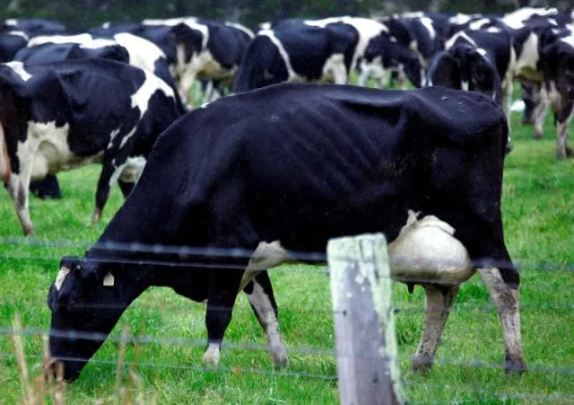 each bovine has its unique characteristics photo reuters each bovine has its unique characteristics photo reuters