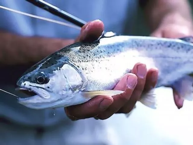 according to an official at shinu trout hatchery the farm has 810 employees to hatch rainbow trout from 14 ponds photo afp according to an official at shinu trout hatchery the farm has 810 employees to hatch rainbow trout from 14 ponds photo afp