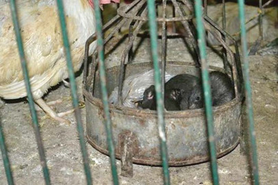 rat bite cases continue to spike in peshawar rat bite cases continue to spike in peshawar