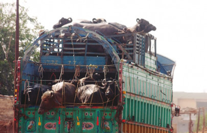 ban imposed on slaughtering of animals in haripur ban imposed on slaughtering of animals in haripur