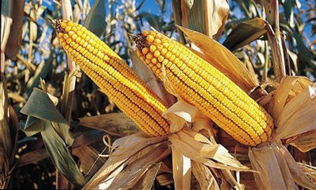 commercial viability of genetically modified seeds outstrips the dangers photo afp commercial viability of genetically modified seeds outstrips the dangers photo afp