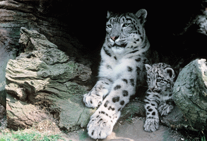 7 magnificent pictures of endangered snow leopards in pakistan 7 magnificent pictures of endangered snow leopards in pakistan