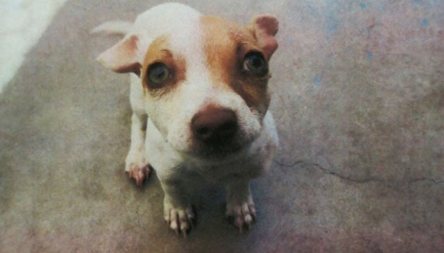 dog tests positive for meth heroin photo cnn dog tests positive for meth heroin photo cnn