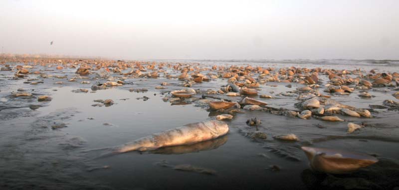 a large number of seashells are strewn along the karachi coast photo athar khan express