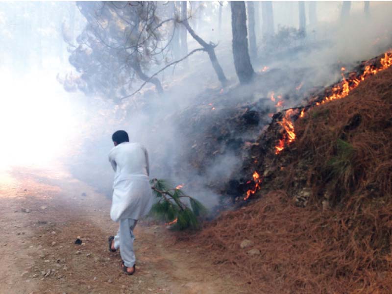 the fire was put out by the event organisers and forest department officials using nothing but pine tree branches photo rizwan shehzad express