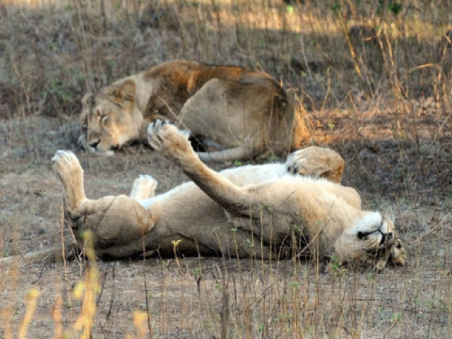 activists urge end to cruelty against animals activists urge end to cruelty against animals