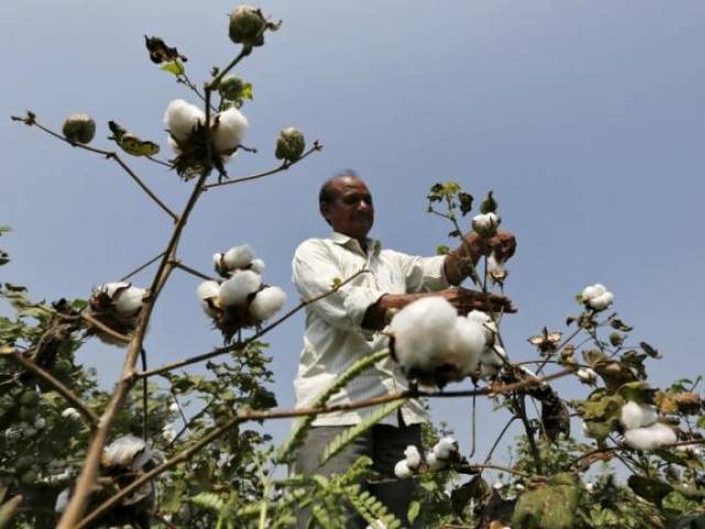 australian expert says modern seeds can add 4 6b to income of farmers photo reuters