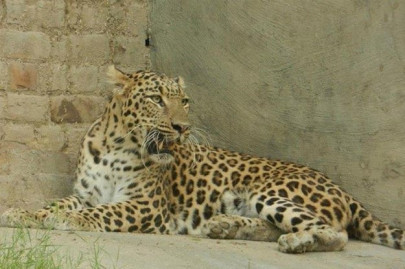 lucrative trade wildlife dept eyes big cats export lucrative trade wildlife dept eyes big cats export