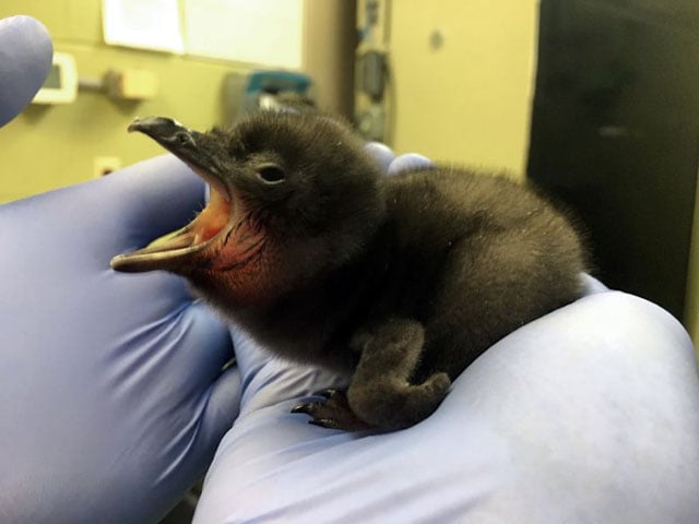 a japanese aquarium hatches two humboldt penguin chicks using artificial insemination photo afp