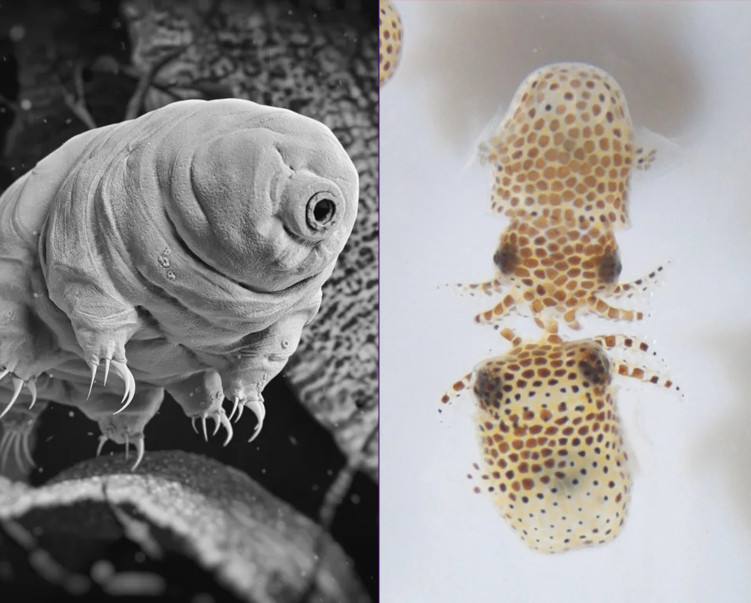 this image released by nasa shows immature bobtail squid euprymna scolopes that are to be part of an experiment being launched to the international space station on june 3 2021 during a spacex resupply mission photo afp twitter