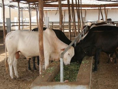 pm seeks report on dairy farm locked for years