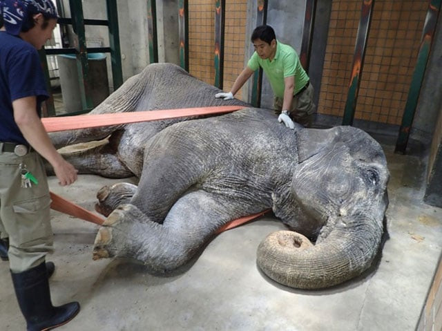 japanese animal lovers were mourning the death of the country 039 s oldest elephant hanako on friday who passed away quot quietly quot after spending most of her 69 years in captivity photo afp japanese animal lovers were mourning the death of the country 039 s oldest elephant hanako on friday who passed away quot quietly quot after spending most of her 69 years in captivity photo afp