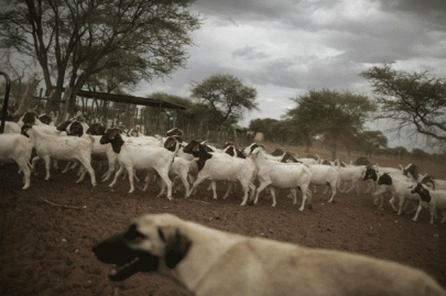 k p approves livestock development project k p approves livestock development project