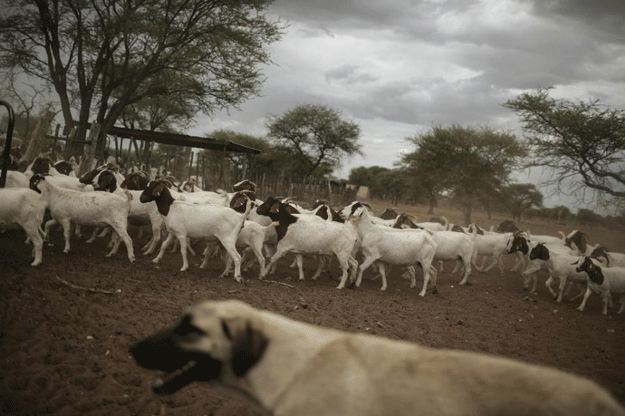 agriculture and livestock a way towards economic independence