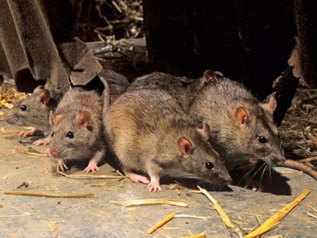 plague of rats unleashed on rawalpindi
