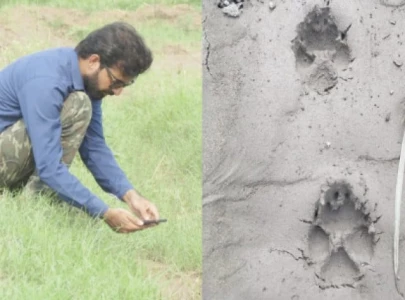tracks of jackal found in search for wildcats