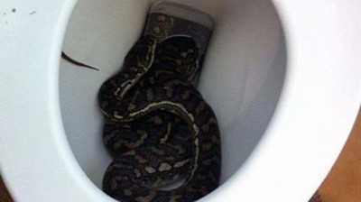 Australian woman bitten by snake in toilet - BBC News