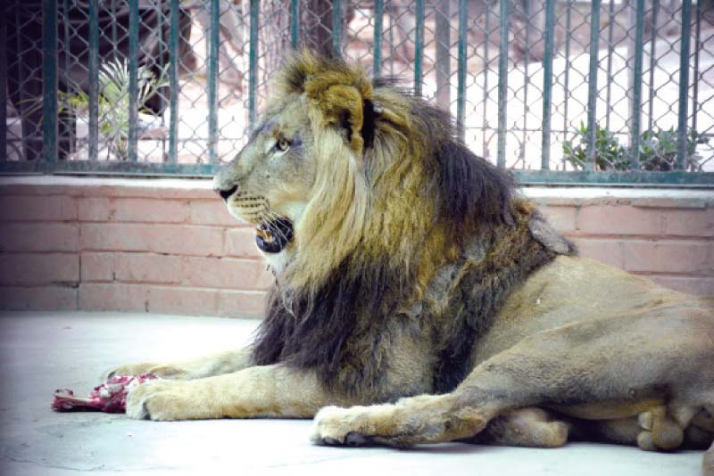 two lions suffocate in botched zoo transfer