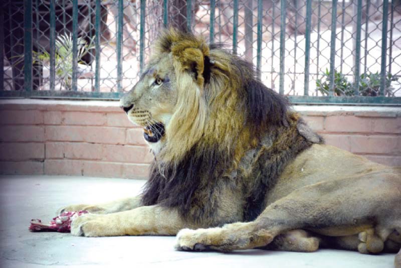 monitoring of zoo projects ordered