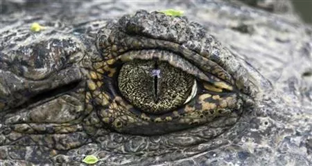 it was hard to say whether it was a crocodile or an alligator since the condition of the carcass made it hard for law enforcement officials to determine photo reuters it was hard to say whether it was a crocodile or an alligator since the condition of the carcass made it hard for law enforcement officials to determine photo reuters