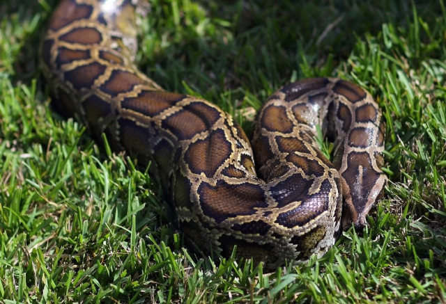 a thai man has fought off a three metre 10 foot python that bit his penis while he was squatting on the toilet photo afp a thai man has fought off a three metre 10 foot python that bit his penis while he was squatting on the toilet photo afp