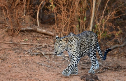 woman injured in leopard attack