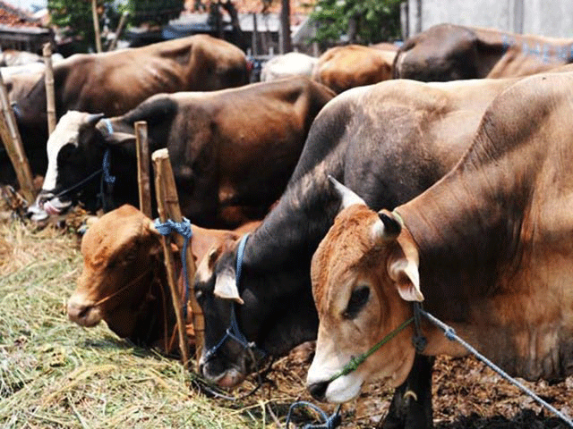 promoting livestock sector efforts needed to increase per animal milk productivity